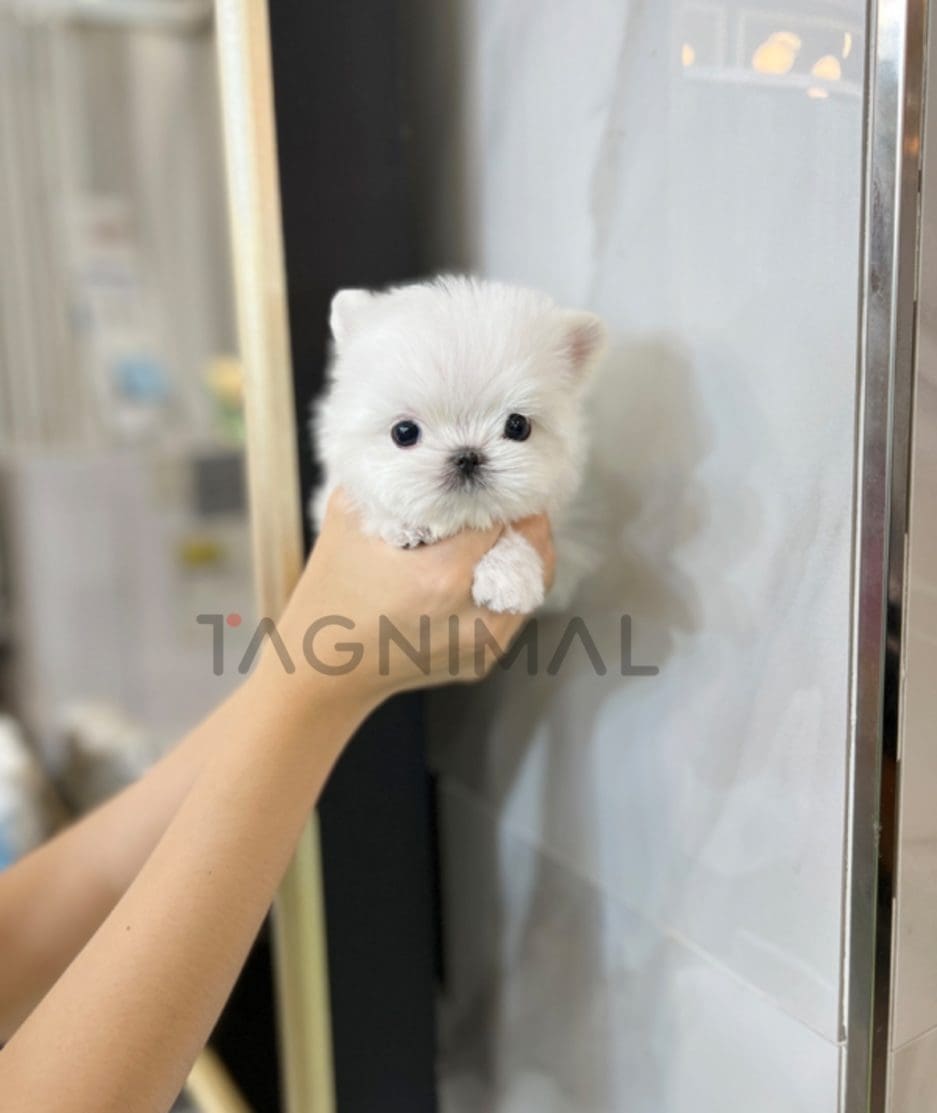 Maltese puppy for sale, dog for sale at Tagnimal