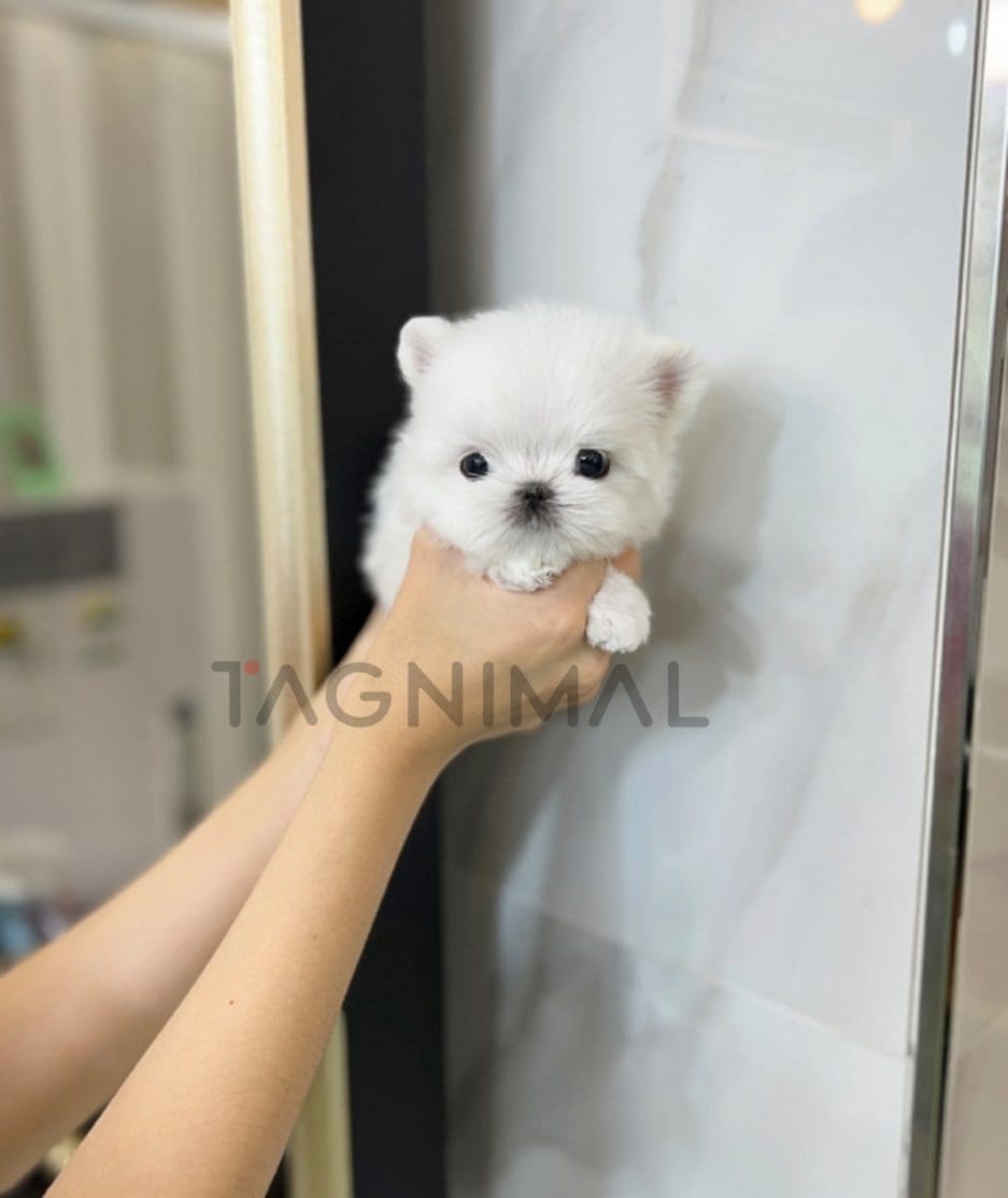 Maltese puppy for sale, dog for sale at Tagnimal