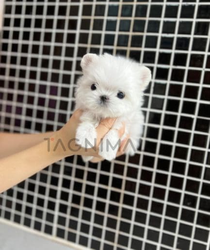 Maltese puppy for sale, dog for sale at Tagnimal