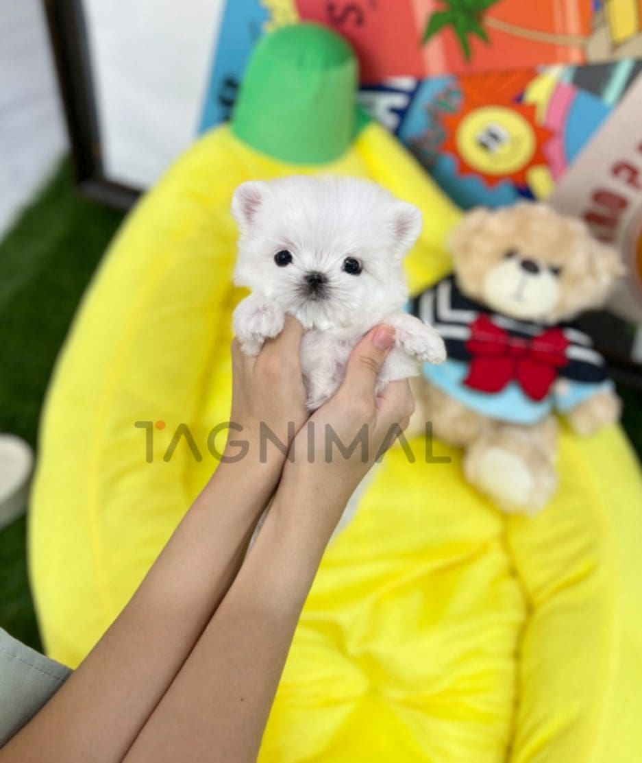 Maltese puppy for sale, dog for sale at Tagnimal