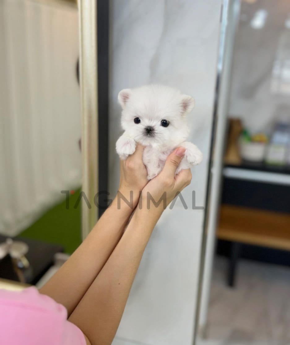 Maltese puppy for sale, dog for sale at Tagnimal