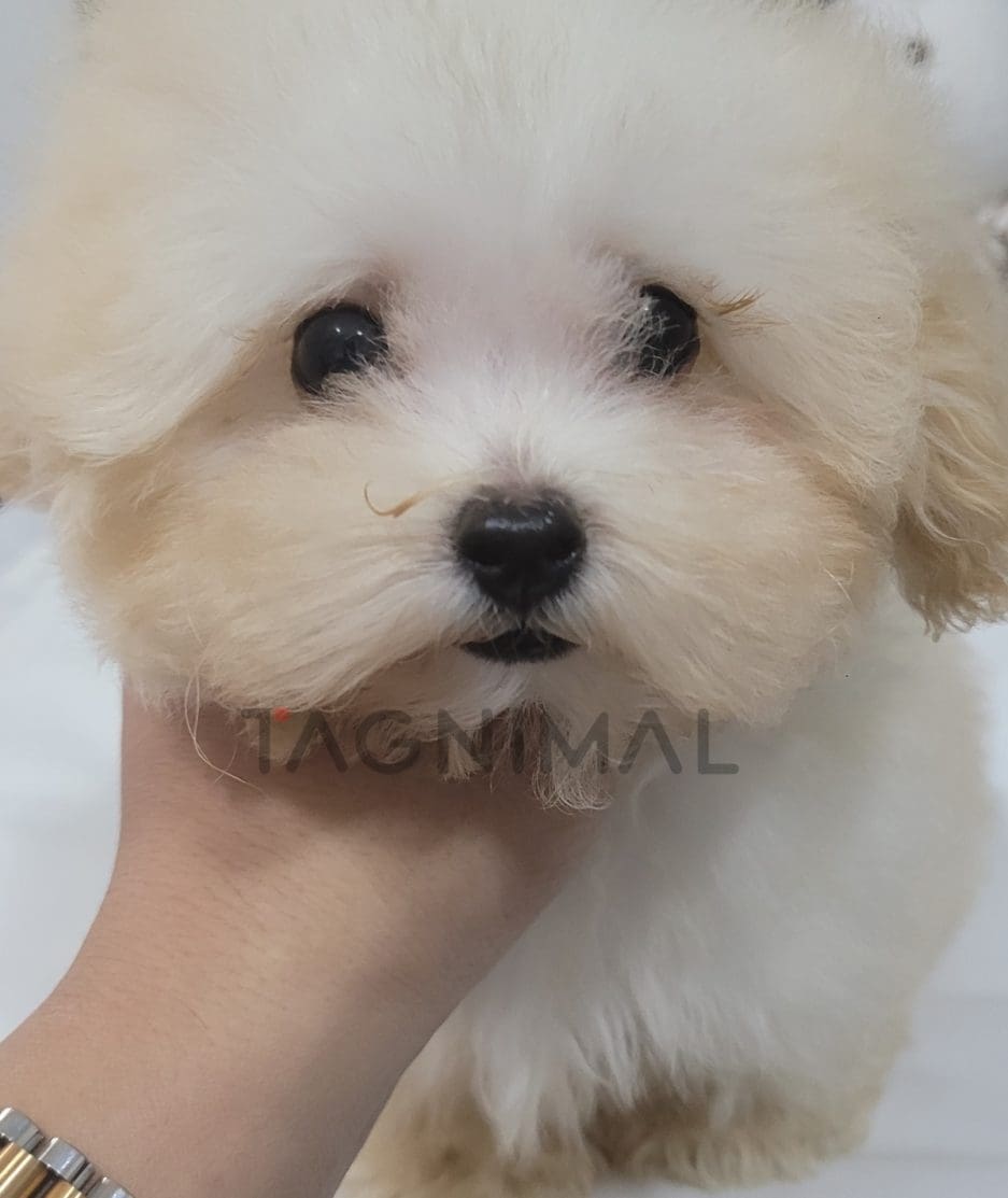 Maltipoo puppy for sale, dog for sale at Tagnimal