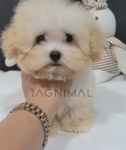 Maltipoo puppy for sale, dog for sale at Tagnimal