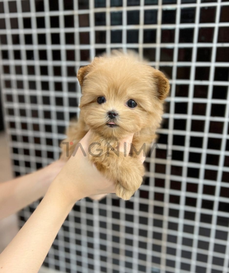 Maltipoo puppy for sale, dog for sale at Tagnimal