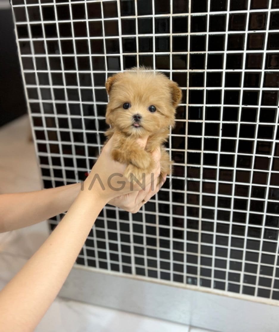 Maltipoo puppy for sale, dog for sale at Tagnimal