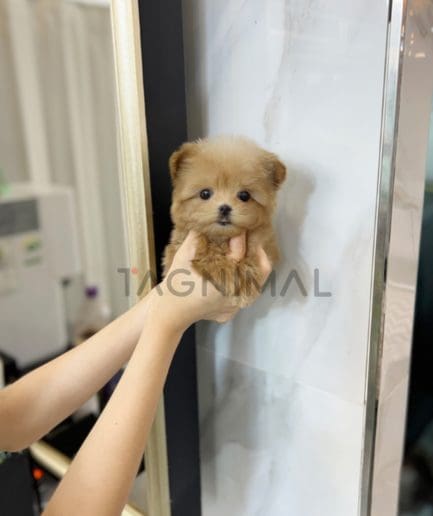 Maltipoo puppy for sale, dog for sale at Tagnimal