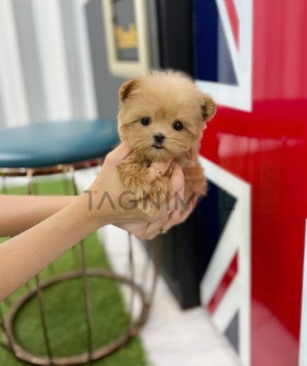 Maltipoo puppy for sale, dog for sale at Tagnimal