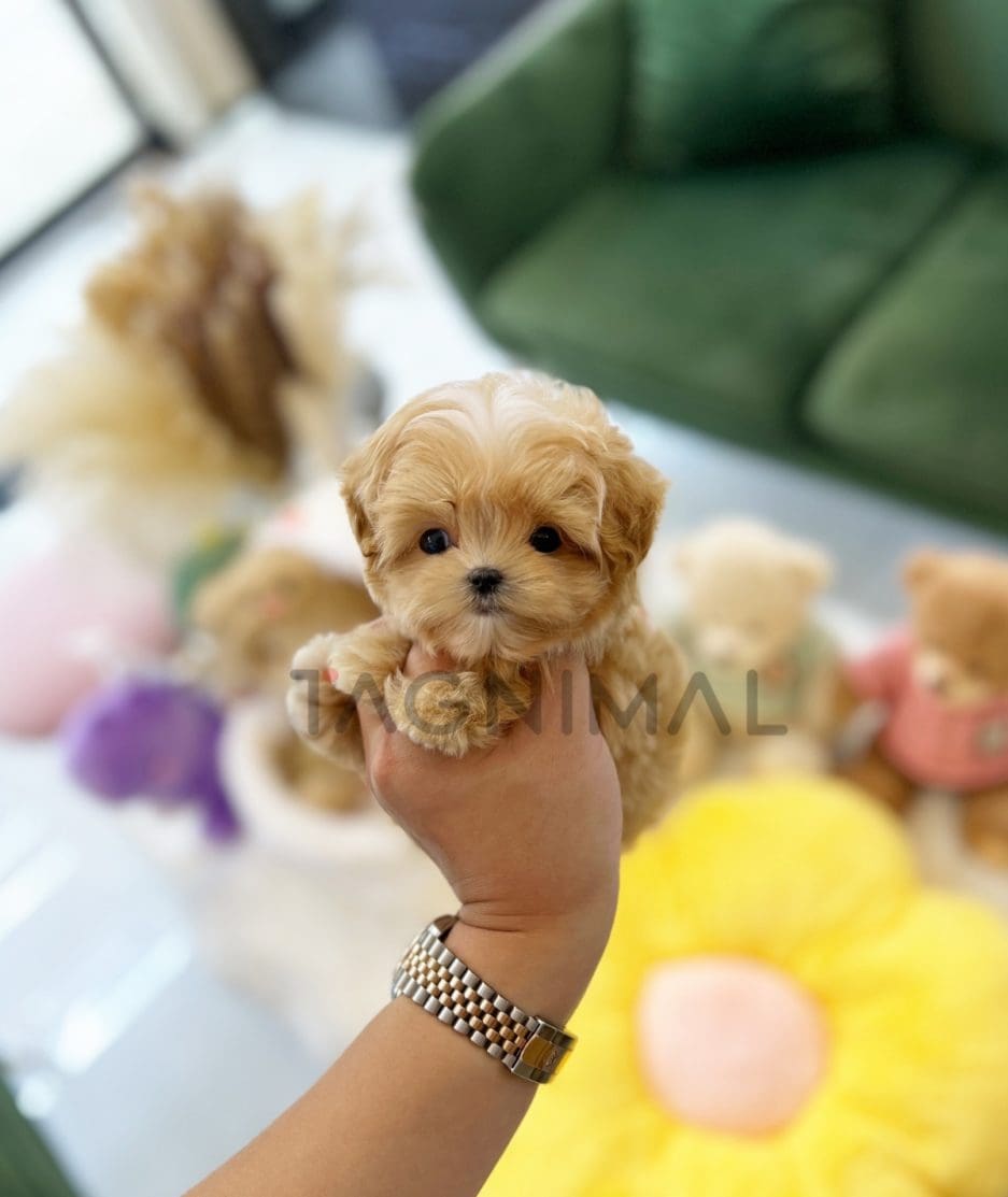 Maltipoo puppy for sale, dog for sale at Tagnimal