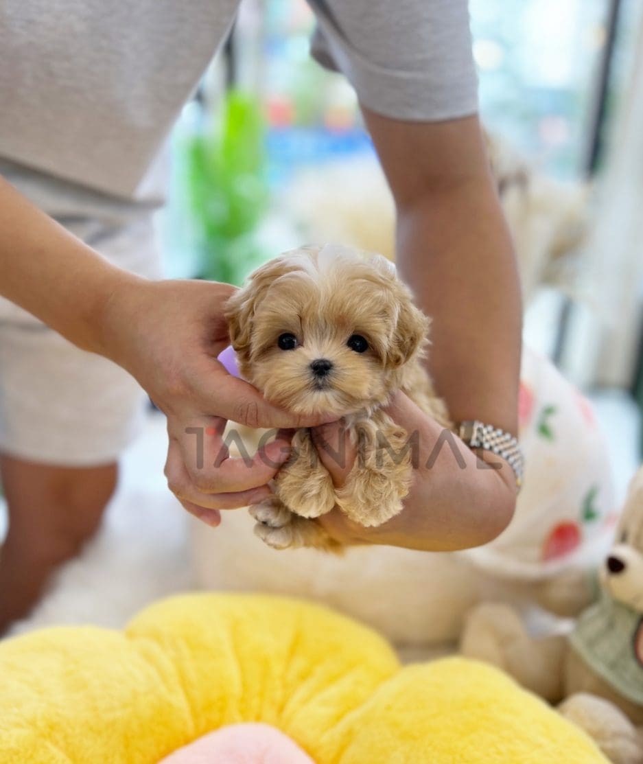 Maltipoo puppy for sale, dog for sale at Tagnimal