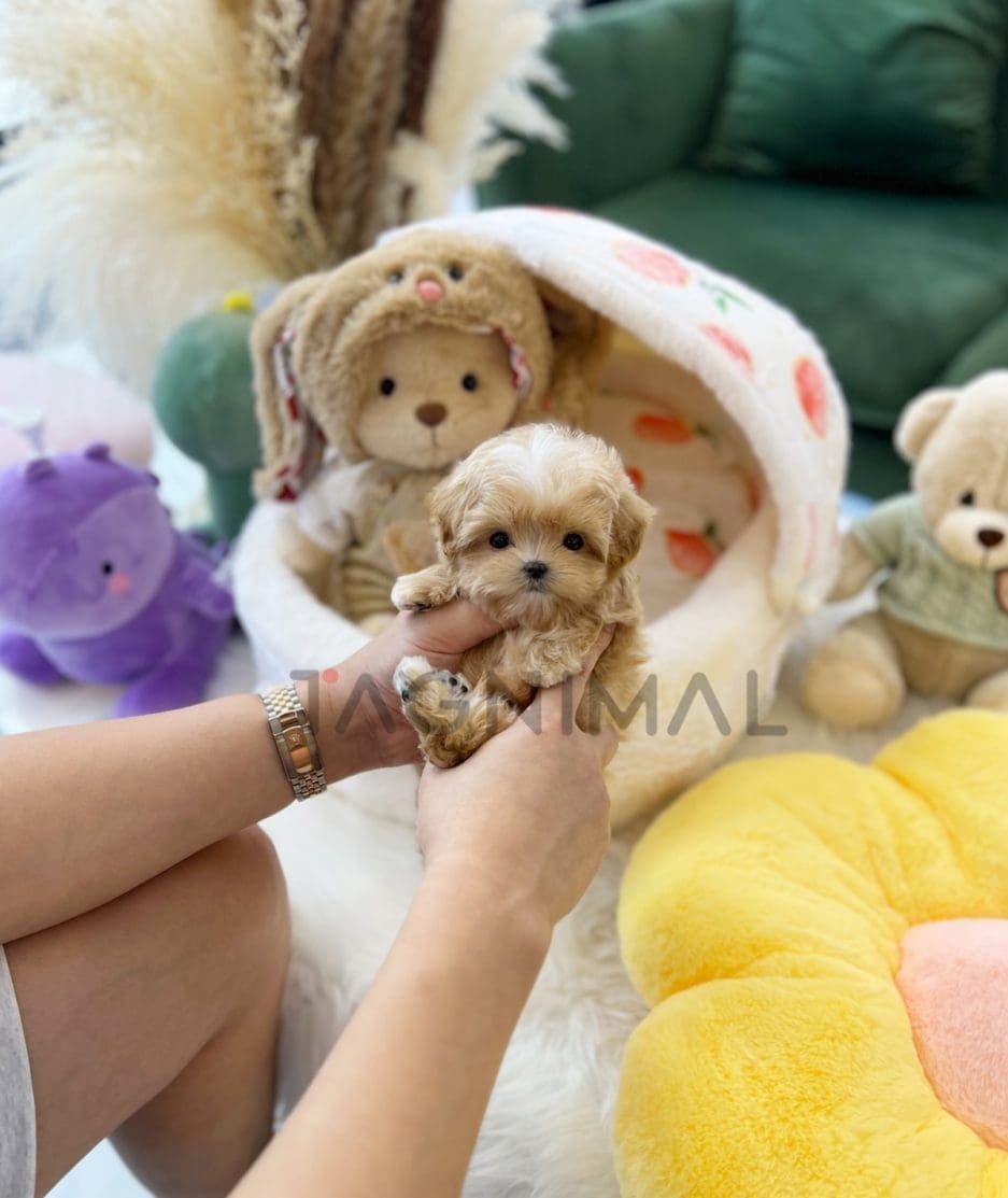 Maltipoo puppy for sale, dog for sale at Tagnimal