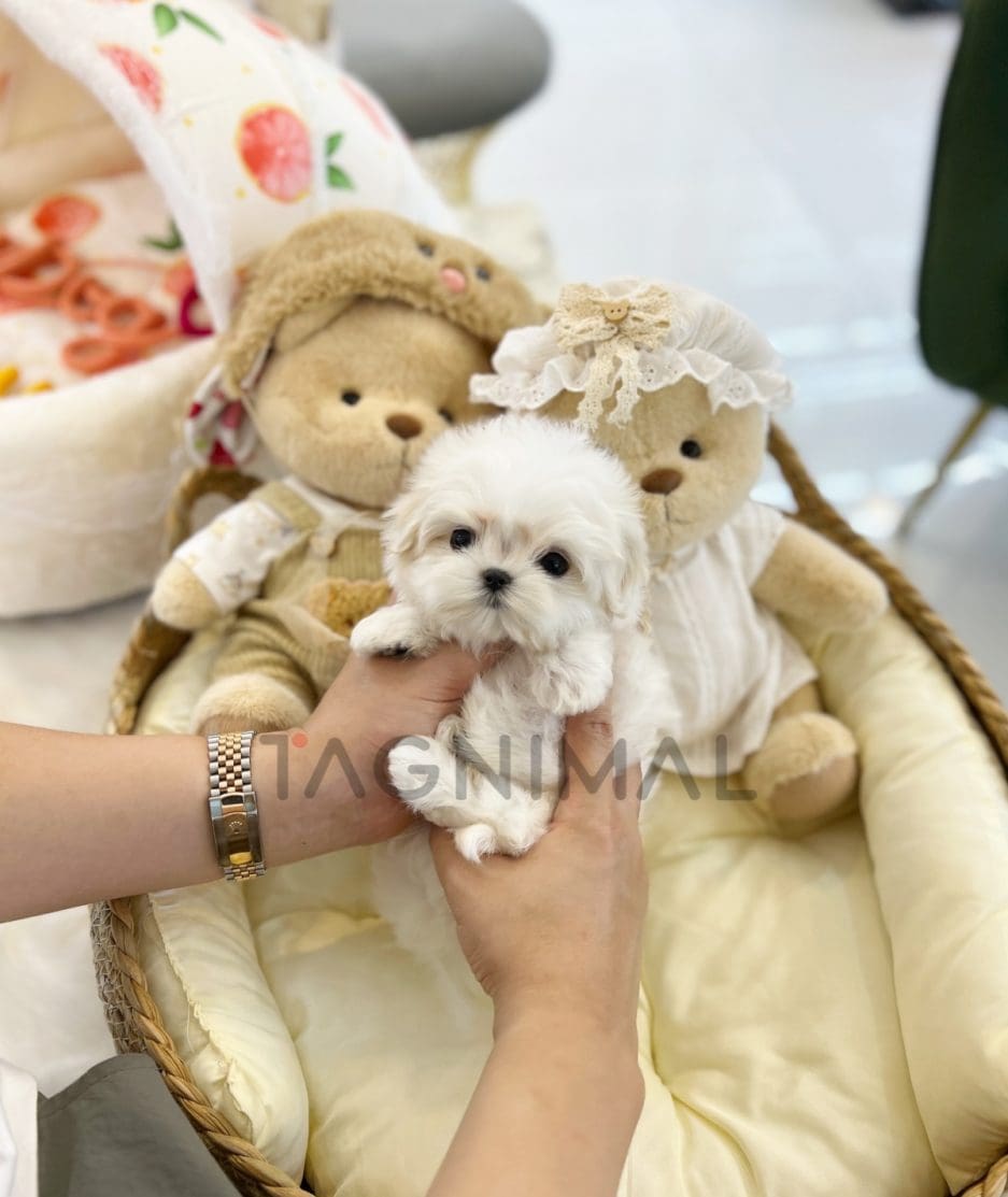 Maltese puppy for sale, dog for sale at Tagnimal