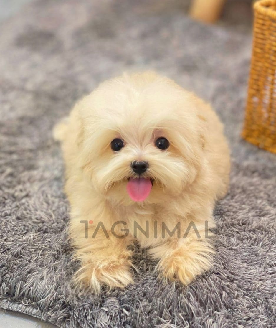 Maltipoo puppy for sale, dog for sale at Tagnimal