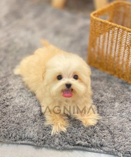 Maltipoo puppy for sale, dog for sale at Tagnimal