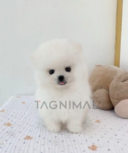 Pomeranian puppy for sale, dog for sale at Tagnimal