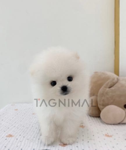 Pomeranian puppy for sale, dog for sale at Tagnimal