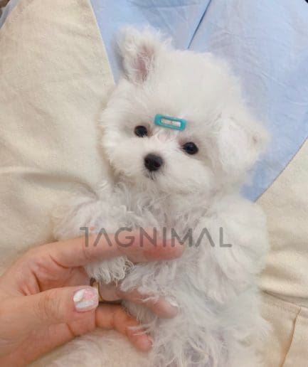 Bichon puppy for sale, dog for sale at Tagnimal