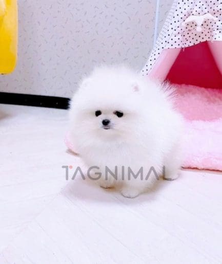 Pomeranian puppy for sale, dog for sale at Tagnimal