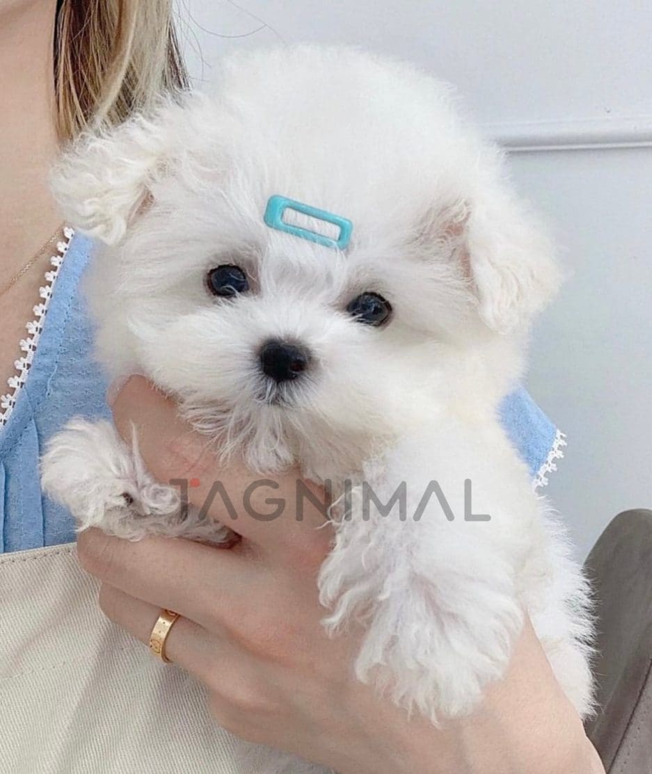 Bichon puppy for sale, dog for sale at Tagnimal