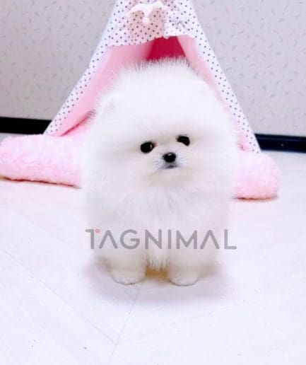 Pomeranian puppy for sale, dog for sale at Tagnimal