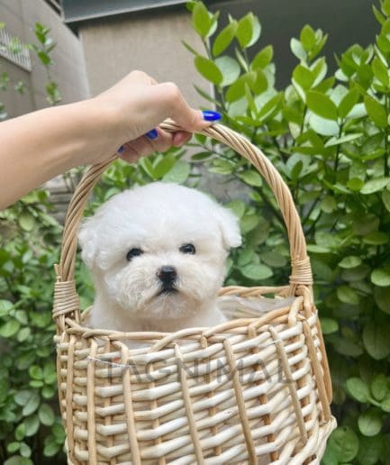 Bichon puppy for sale, dog for sale at Tagnimal