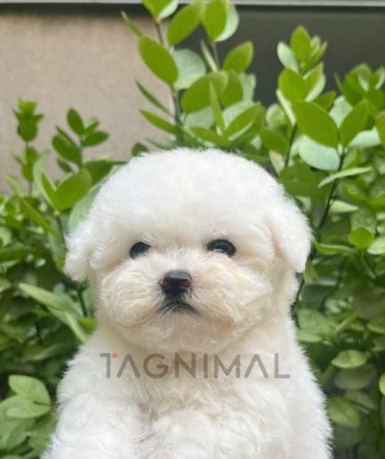 Bichon puppy for sale, dog for sale at Tagnimal