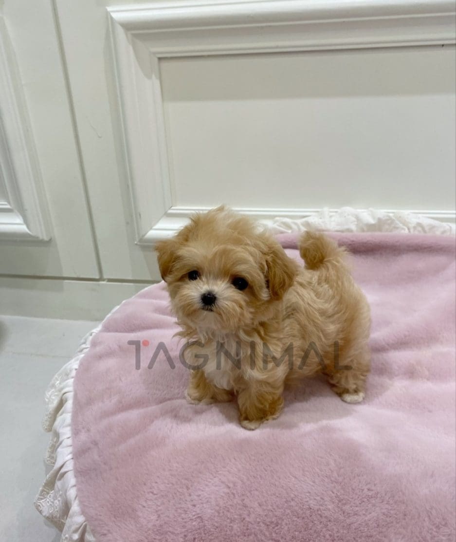 Maltipoo puppy for sale, dog for sale at Tagnimal