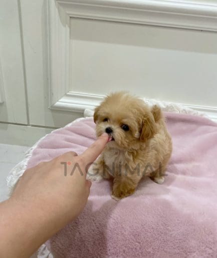 Maltipoo puppy for sale, dog for sale at Tagnimal