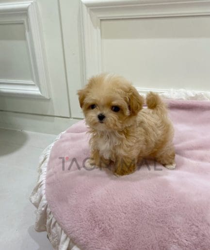 Maltipoo puppy for sale, dog for sale at Tagnimal