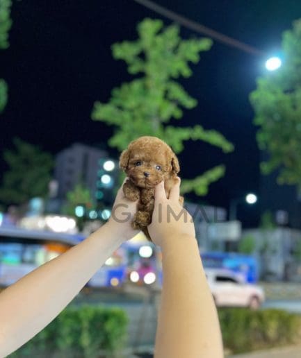 Poodle puppy for sale, dog for sale at Tagnimal