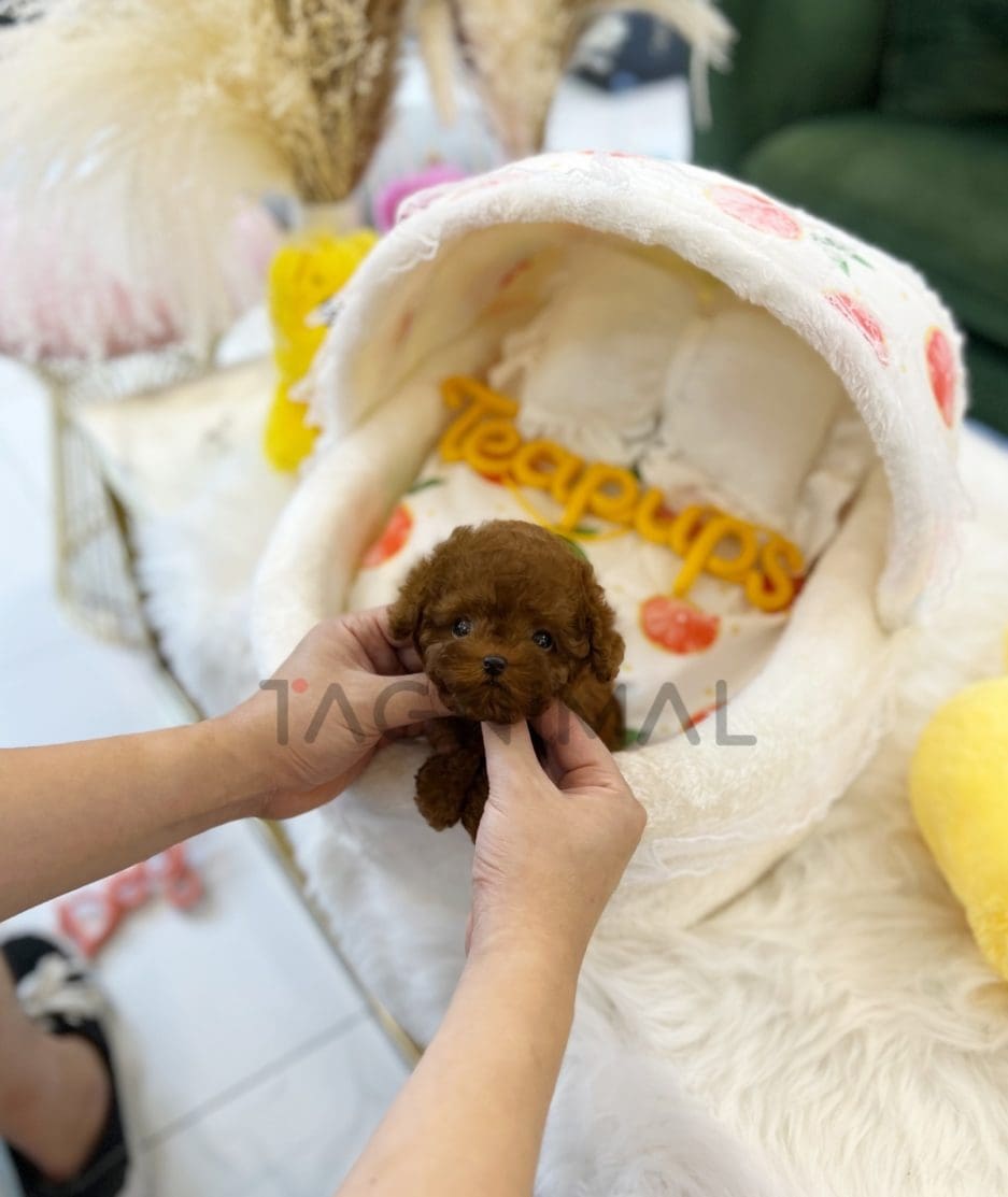 Poodle puppy for sale, dog for sale at Tagnimal