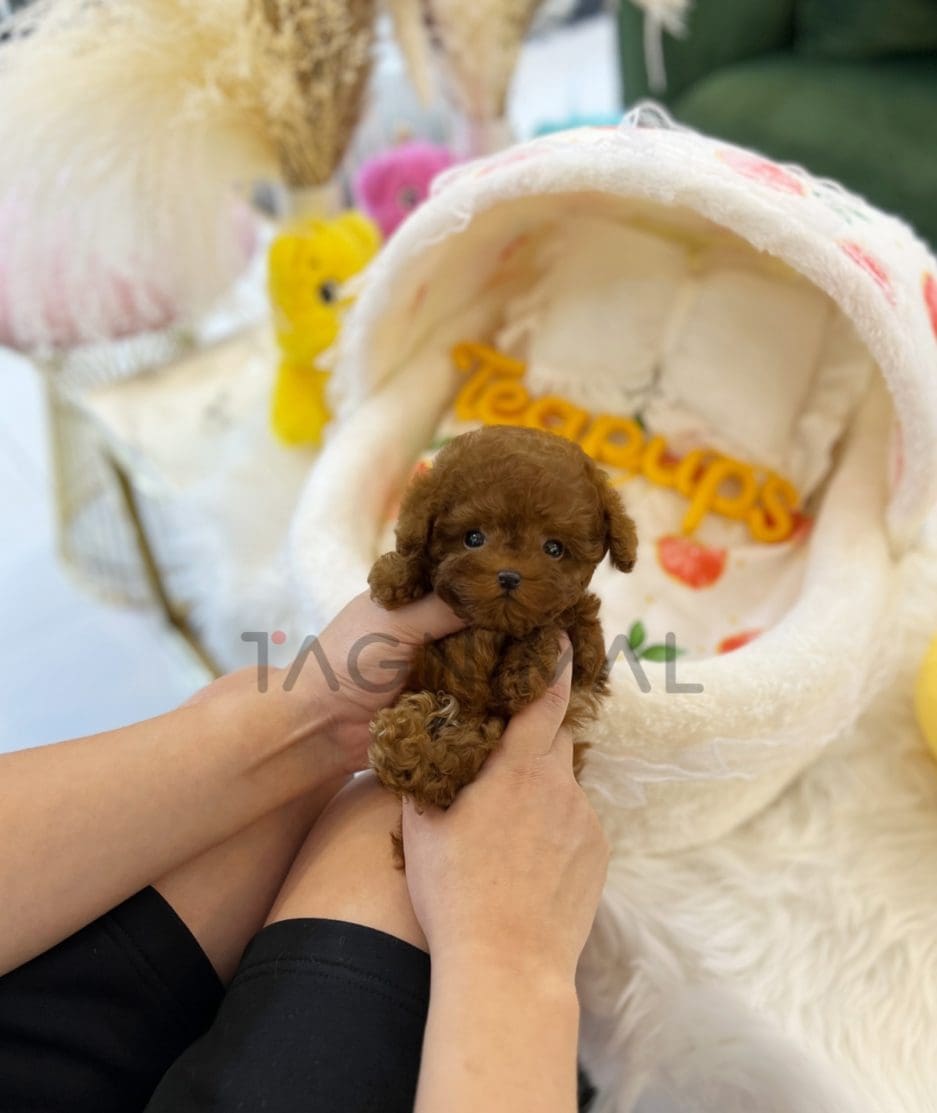 Poodle puppy for sale, dog for sale at Tagnimal