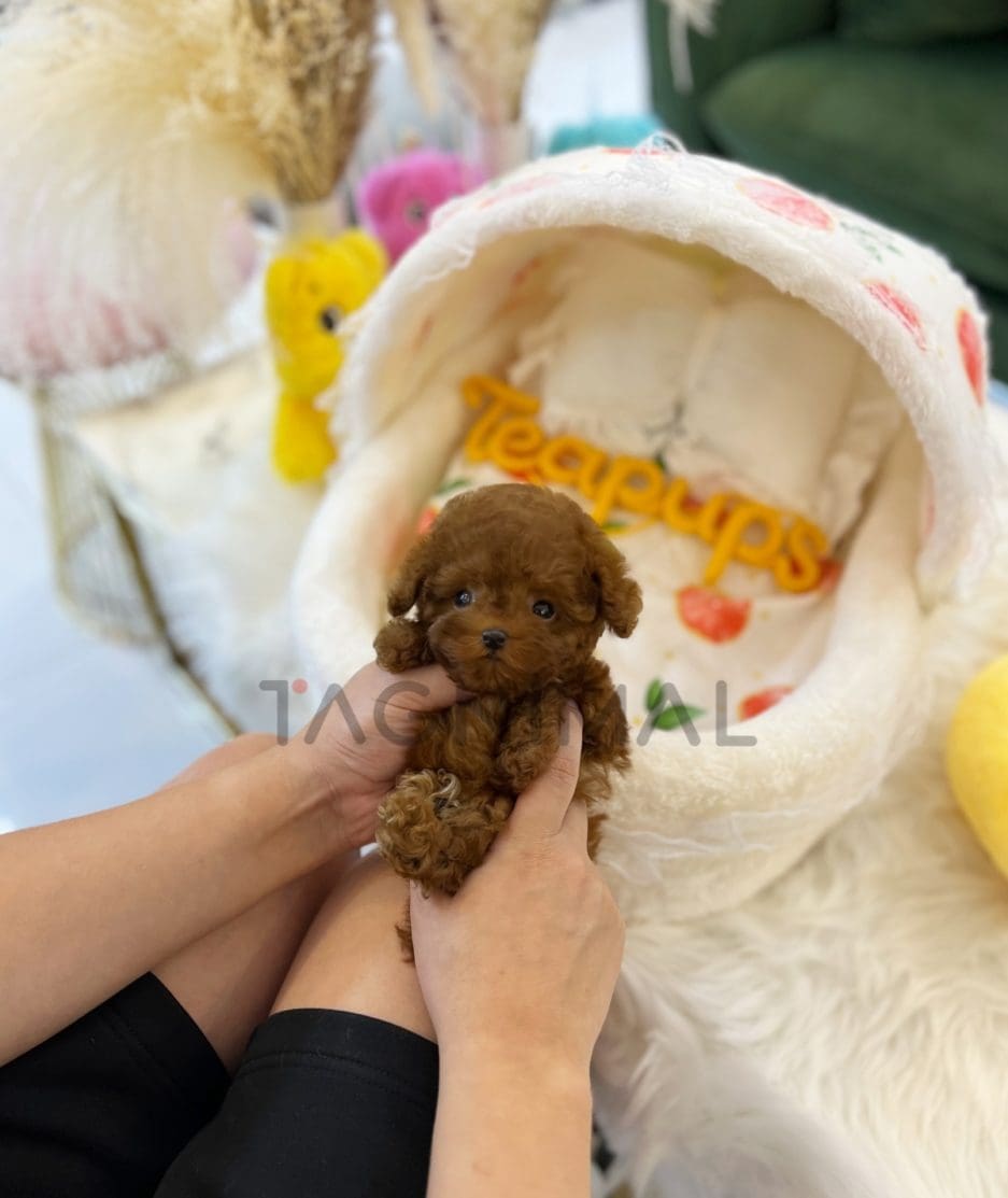 Poodle puppy for sale, dog for sale at Tagnimal