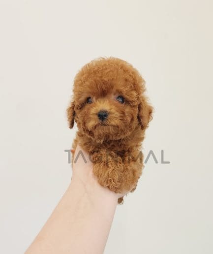 Poodle puppy for sale, dog for sale at Tagnimal