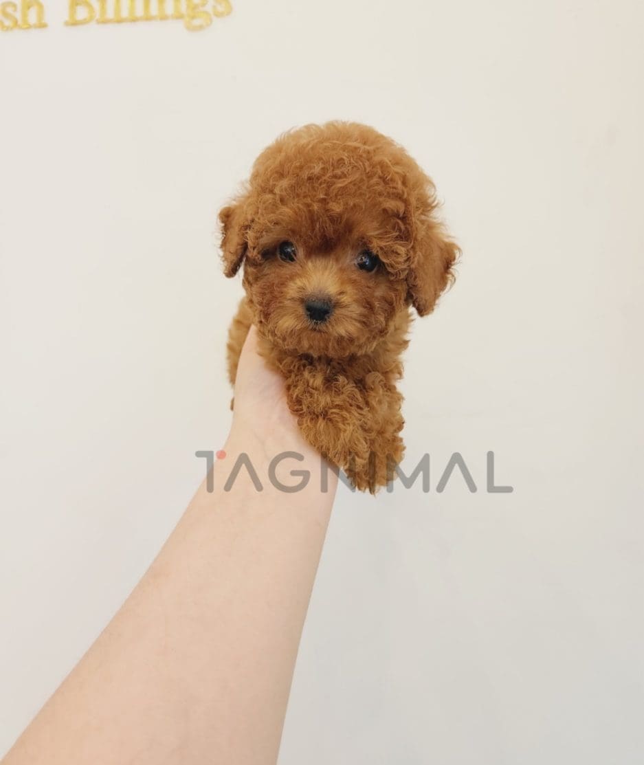 Poodle puppy for sale, dog for sale at Tagnimal