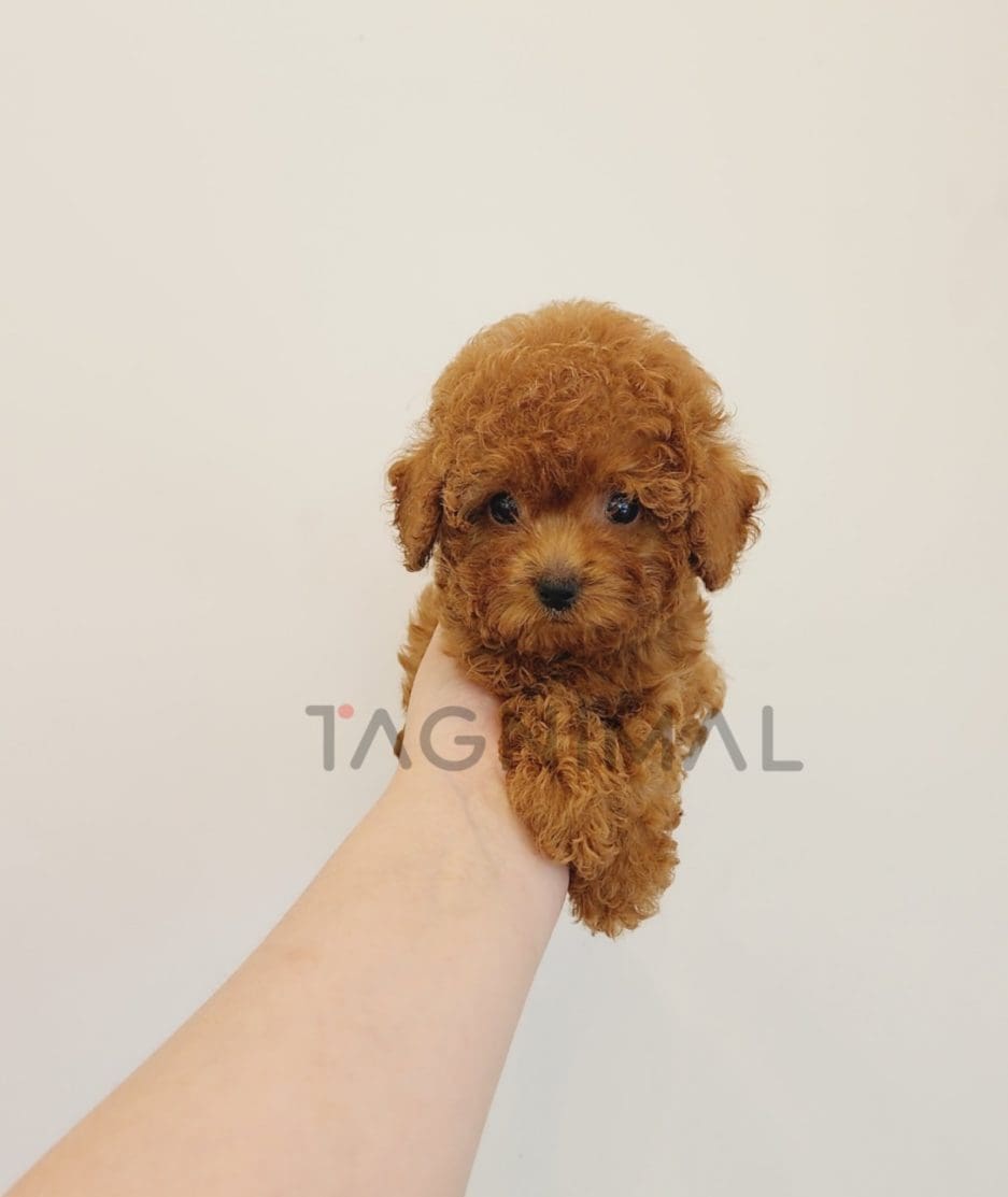 Poodle puppy for sale, dog for sale at Tagnimal