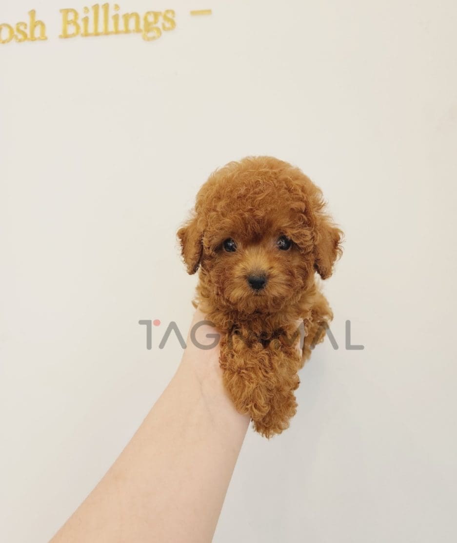 Poodle puppy for sale, dog for sale at Tagnimal