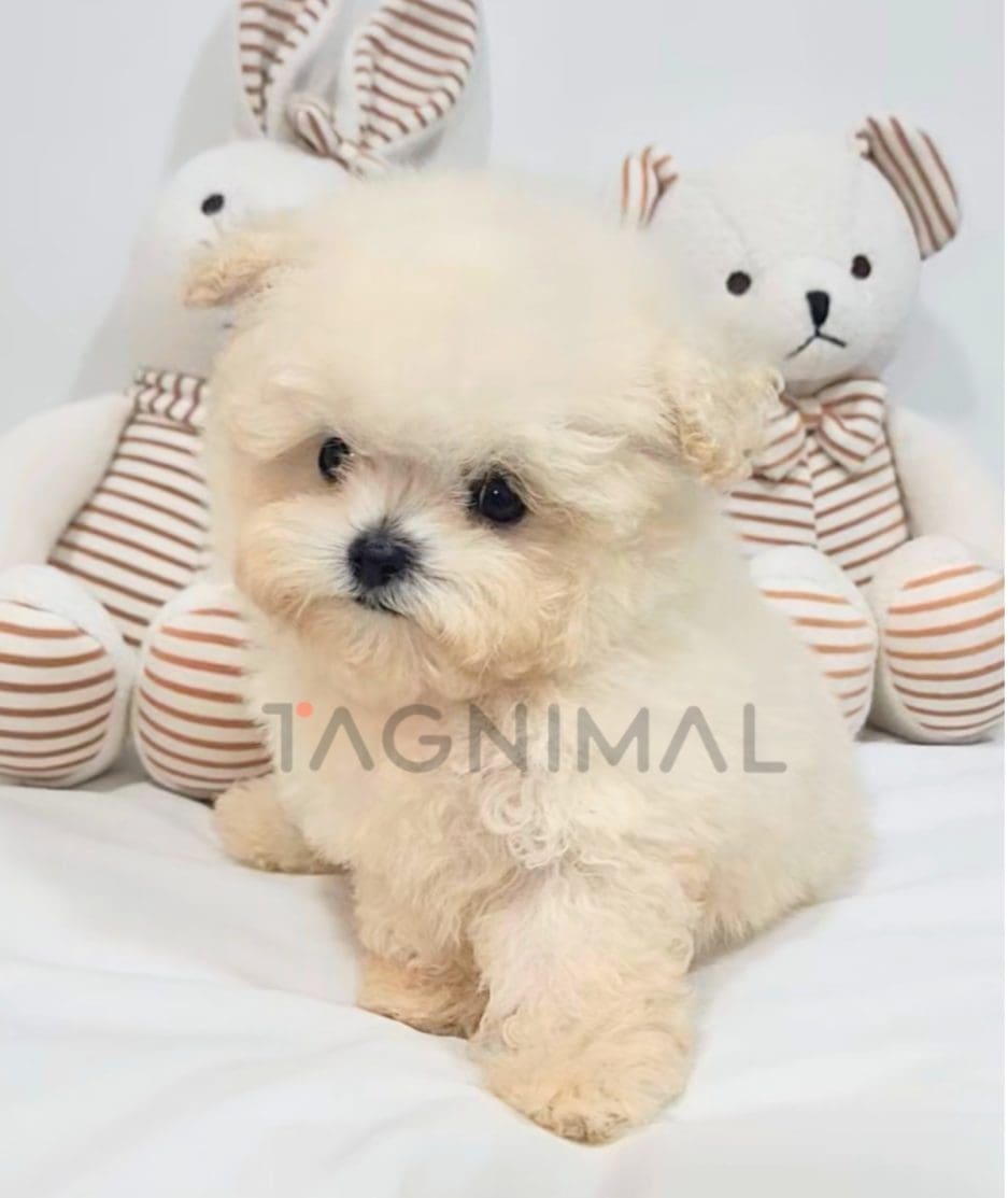 Maltipoo puppy for sale, dog for sale at Tagnimal