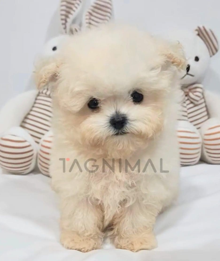 Maltipoo puppy for sale, dog for sale at Tagnimal