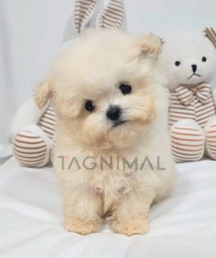 Maltipoo puppy for sale, dog for sale at Tagnimal