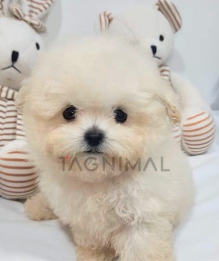 Maltipoo puppy for sale, dog for sale at Tagnimal