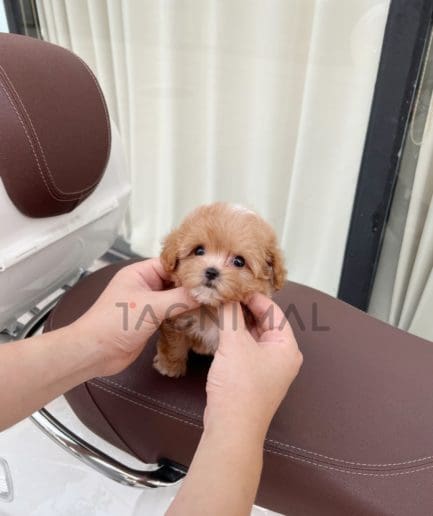 Maltipoo puppy for sale, dog for sale at Tagnimal