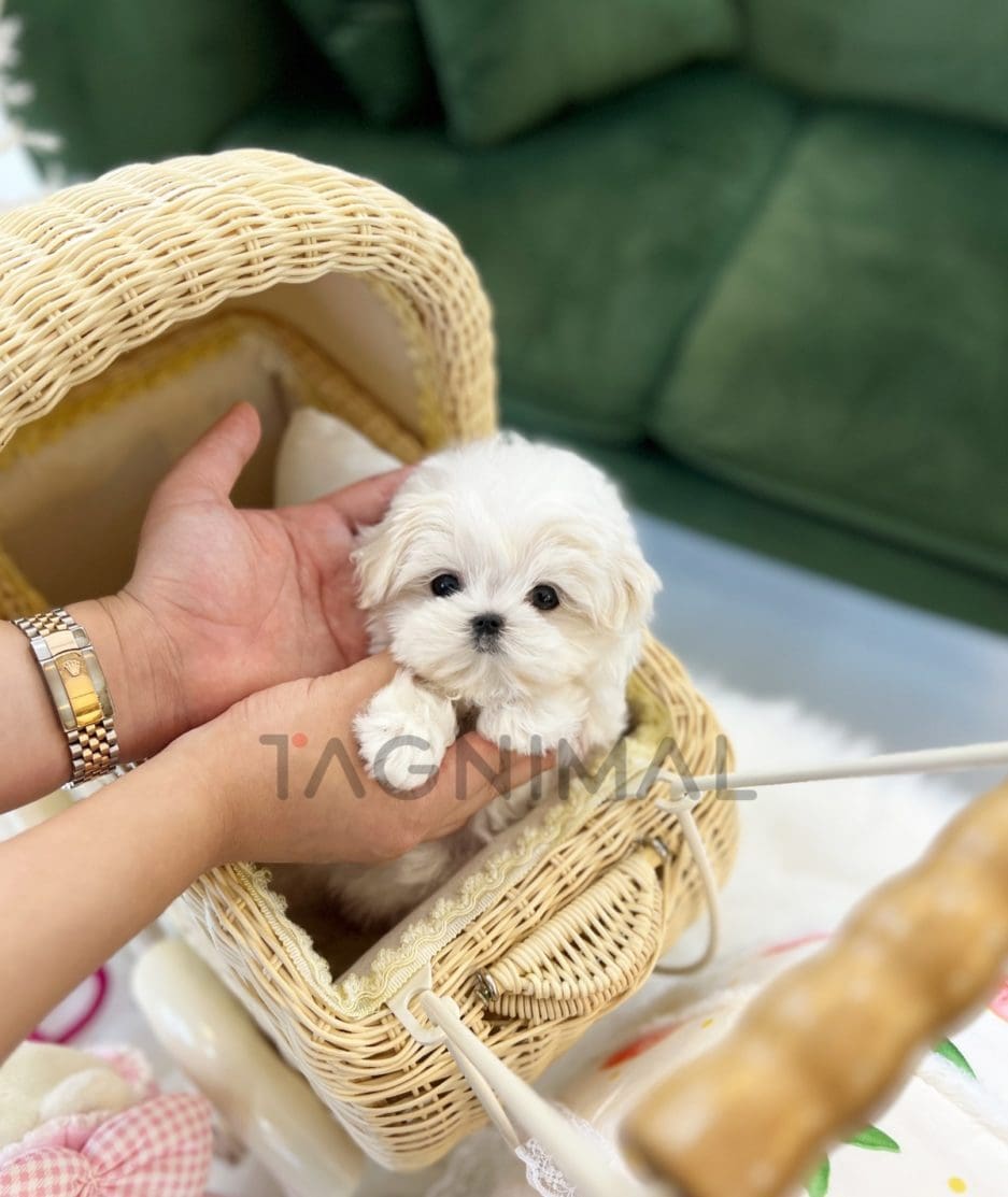 Maltese puppy for sale, dog for sale at Tagnimal