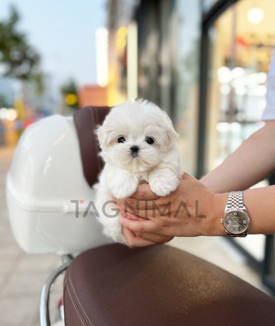 Maltese puppy for sale, dog for sale at Tagnimal