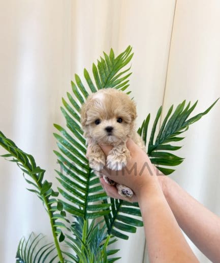 Maltipoo puppy for sale, dog for sale at Tagnimal