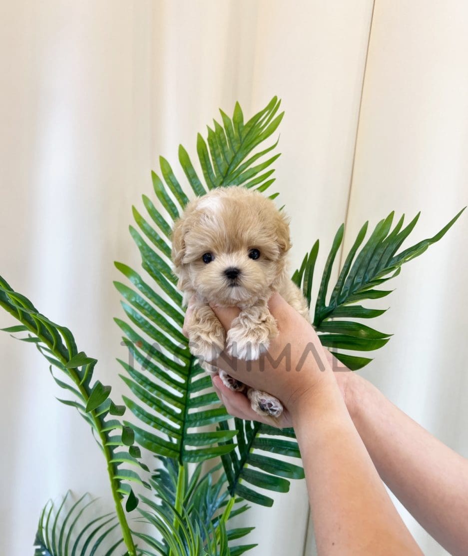 Maltipoo puppy for sale, dog for sale at Tagnimal