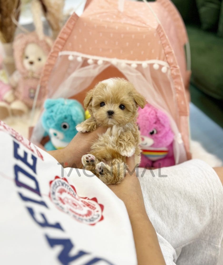 Maltipoo puppy for sale, dog for sale at Tagnimal