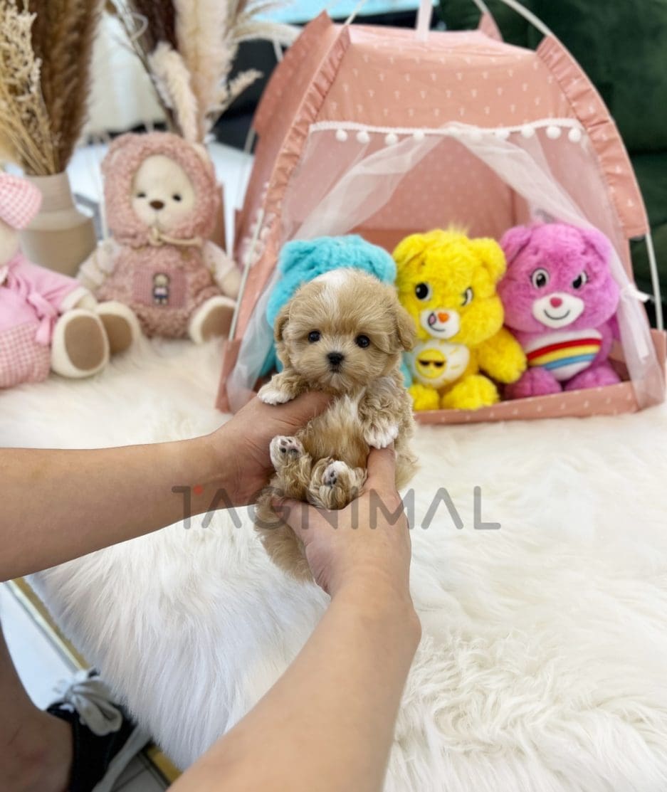 Maltipoo puppy for sale, dog for sale at Tagnimal