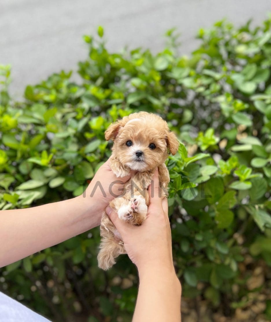 Maltipoo puppy for sale, dog for sale at Tagnimal