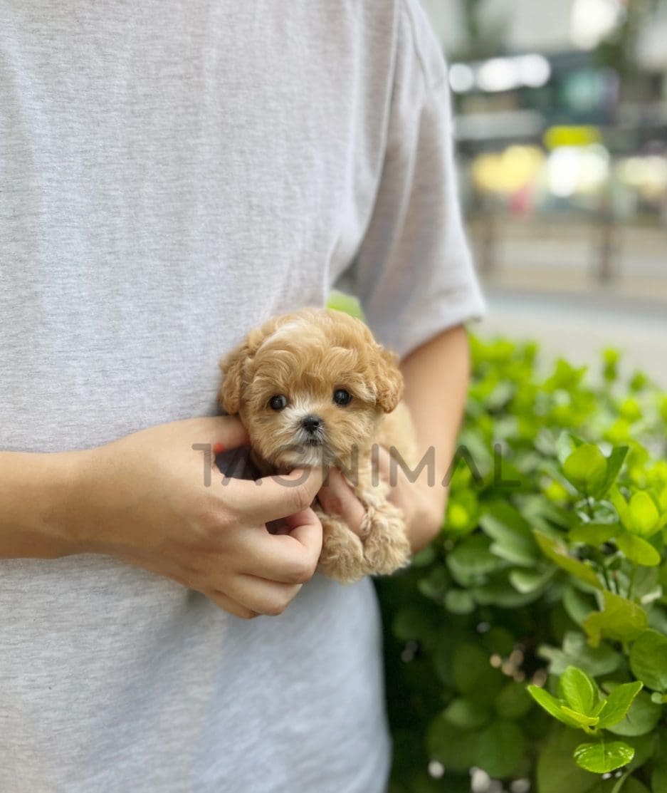 Maltipoo puppy for sale, dog for sale at Tagnimal