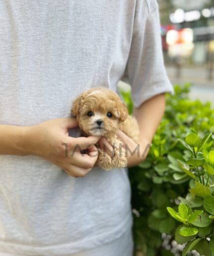 Maltipoo puppy for sale, dog for sale at Tagnimal